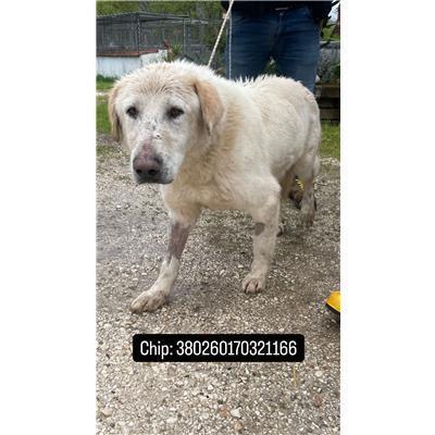 COMUNE DI PETACCIATO - 380260170321166