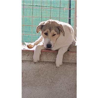 COMUNE DI AILANO - 380260170381993