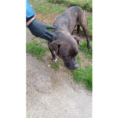 COMUNE DI ALIFE - CANE - Microchip 380260170381985
