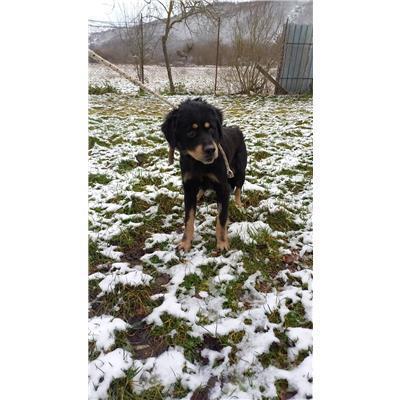 COMUNE DI POZZILLI - CANE - Microchip 380260044470589