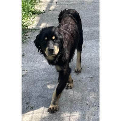 COMUNE DI POZZILLI - 380260044470589