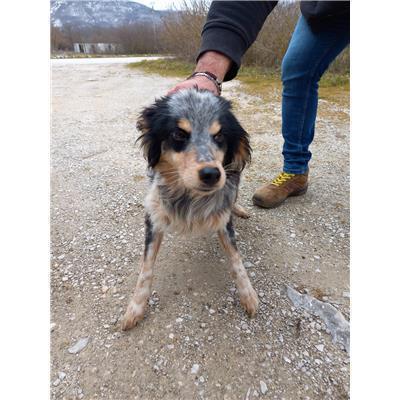 COMUNE DI RICCIA - CANE - Microchip 380260044463013
