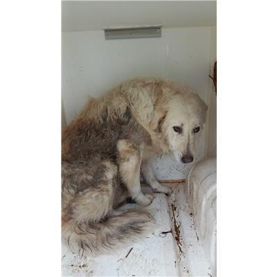 COMUNE DI CAMPOLIETO - 380260170316102