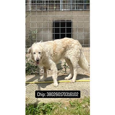 COMUNE DI CAMPOLIETO - 380260170316102