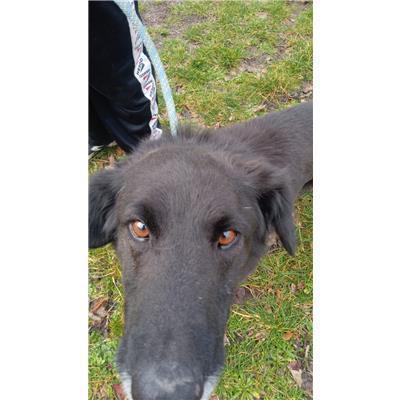 COMUNE DI MONTENERO DI BISACCIA - CANE - Microchip 380260170164518