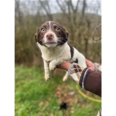 COMUNE DI FERRAZZANO - CANE - Microchip 380260044470306