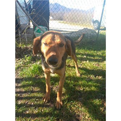 COMUNE DI FERRAZZANO - CANE - Microchip 380260170316114