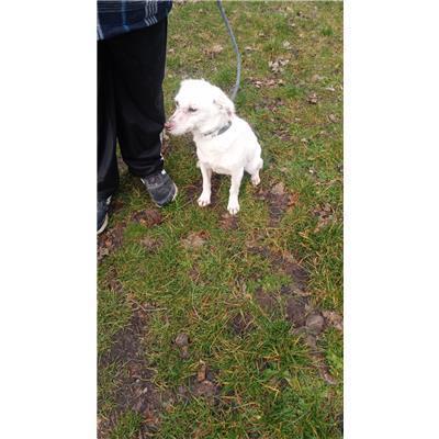 COMUNE DI MONTENERO DI BISACCIA - CANE - Microchip 380260170164686