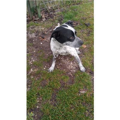 COMUNE DI SANT'AGAPITO - CANE - Microchip 380260044158213