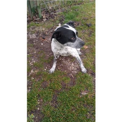 COMUNE DI SANT'AGAPITO - CANE - Microchip 380260044158213