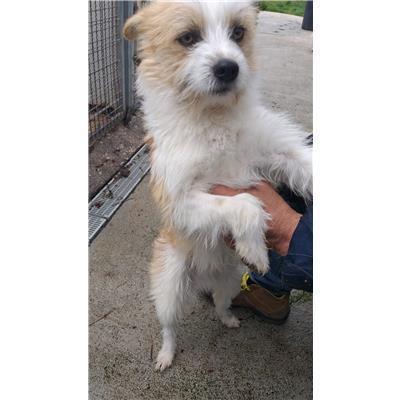 COMUNE DI SANT'AGAPITO - CANE - Microchip 380260044157596