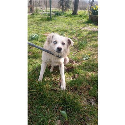 COMUNE DI GUARDIAREGIA - CANE - Microchip 380260170315556