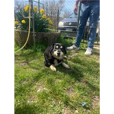 COMUNE DI RICCIA - CANE - Microchip 380260170316131