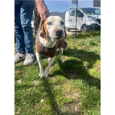 COMUNE DI MIRABELLO SANNITICO - CANE - Microchip 380260170315536