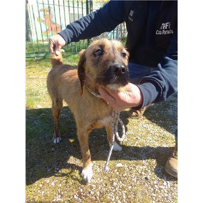 COMUNE DI CASTELBOTTACCIO - 380260170316125