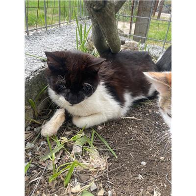 COMUNE DI SESTO CAMPANO - GATTO - Microchip 380260044469765
