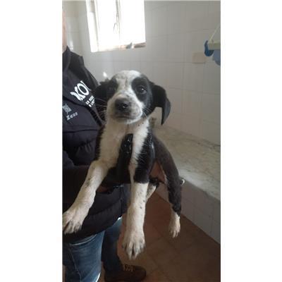 COMUNE DI MONTAQUILA - CANE - Microchip 380260044470272