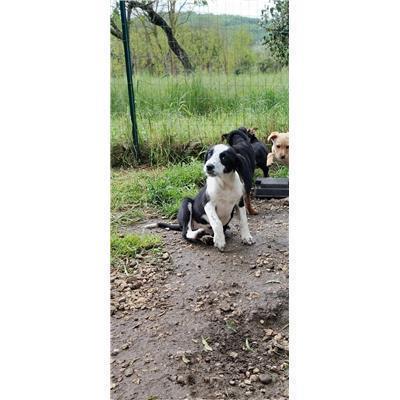COMUNE DI MONTAQUILA - CANE - Microchip 380260044470272