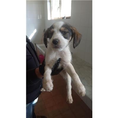 COMUNE DI MONTAQUILA - CANE - Microchip 380260044445381