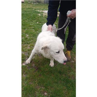 COMUNE DI POZZILLI - CANE - Microchip 380260044470692