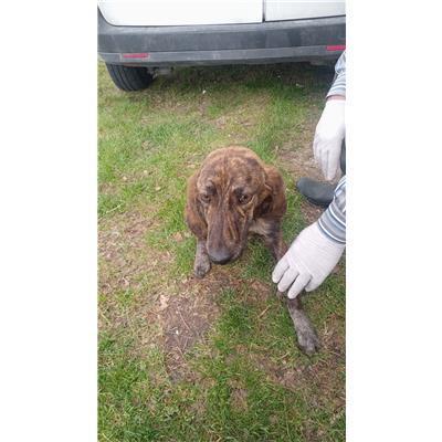 COMUNE DI ACQUAVIVA D'ISERNIA - CANE - Microchip 380260044470680