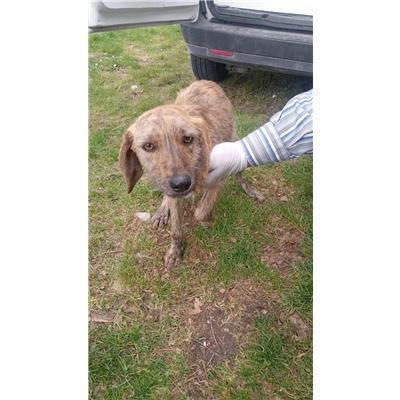 COMUNE DI ACQUAVIVA D'ISERNIA - CANE - Microchip 380260044470263