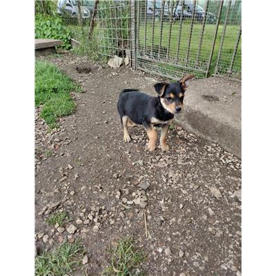COMUNE DI VENAFRO - CANE - Microchip 380260044469798