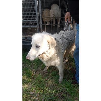 COMUNE DI SAN MARTINO IN PENSILIS - CANE - Microchip 380260170321592