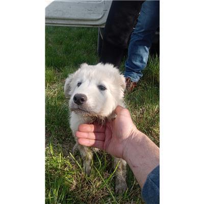 COMUNE DI SAN MARTINO IN PENSILIS - CANE - Microchip 380260170321580