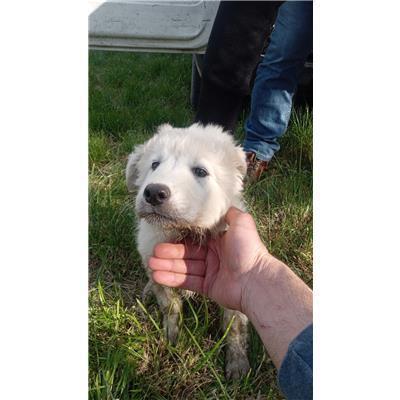COMUNE DI SAN MARTINO IN PENSILIS - CANE - Microchip 380260170321580