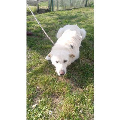 COMUNE DI COLLE D'ANCHISE - CANE - Microchip 380260044440237