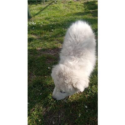 COMUNE DI SAN MARTINO IN PENSILIS - CANE - Microchip 380260170321591
