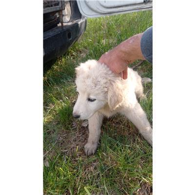 COMUNE DI SAN MARTINO IN PENSILIS - CANE - Microchip 380260170321590