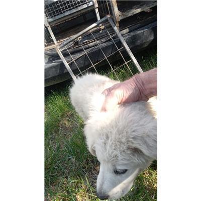 COMUNE DI SAN MARTINO IN PENSILIS - CANE - Microchip 380260170321586