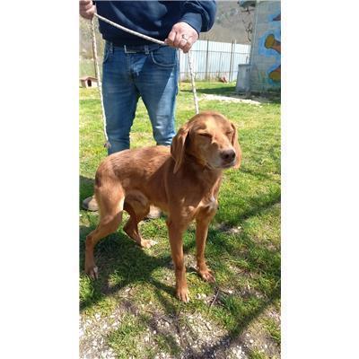 COMUNE DI LONGANO - CANE - Microchip 380260044447754