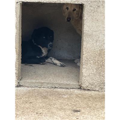 COMUNE DI LONGANO - CANE - Microchip 380260044448201
