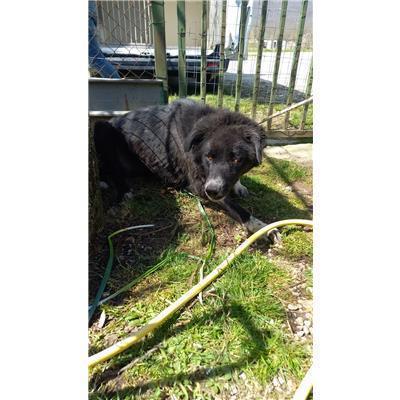 COMUNE DI LONGANO - CANE - Microchip 380260044448029