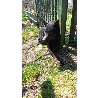 COMUNE DI LONGANO - CANE - Microchip 380260043110901