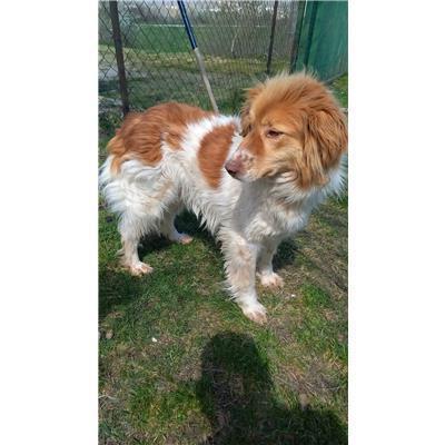 COMUNE DI LONGANO - CANE - Microchip 380260044469321