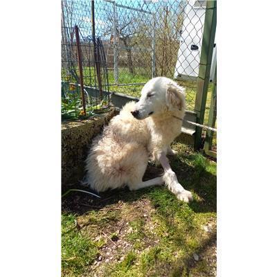 COMUNE DI LONGANO - CANE - Microchip 380260044470360