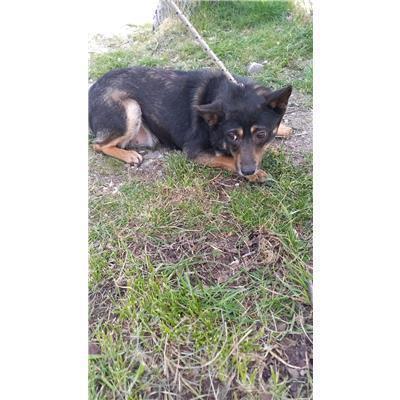COMUNE DI BAGNOLI DEL TRIGNO - CANE - Microchip 380260044470553