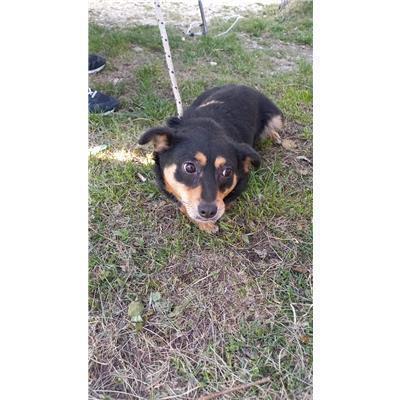 COMUNE DI BAGNOLI DEL TRIGNO - CANE - Microchip 380260044469120