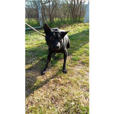 COMUNE DI BAGNOLI DEL TRIGNO - CANE - Microchip 380260044469516