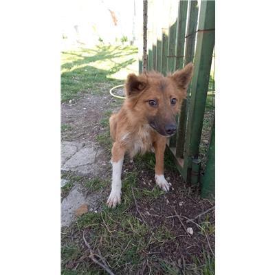 COMUNE DI BAGNOLI DEL TRIGNO - CANE - Microchip 380260044470095