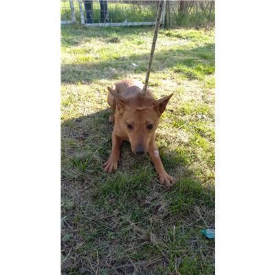 COMUNE DI BAGNOLI DEL TRIGNO - CANE - Microchip 380260044469972