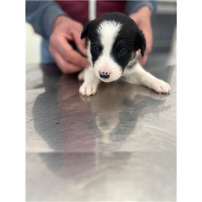 COMUNE DI POGGIO SANNITA - CANE - Microchip 380260044469607
