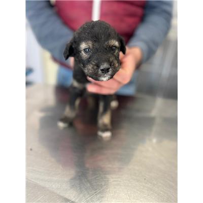 COMUNE DI POGGIO SANNITA - CANE - Microchip 380260044469244