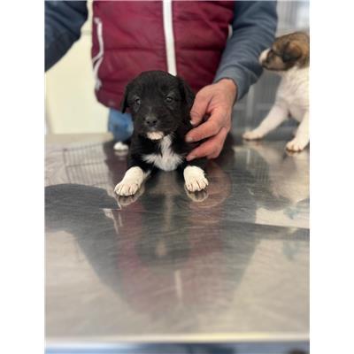 COMUNE DI POGGIO SANNITA - CANE - Microchip 380260044469067
