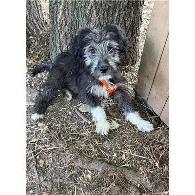 COMUNE DI POGGIO SANNITA - CANE - Microchip 380260044469067