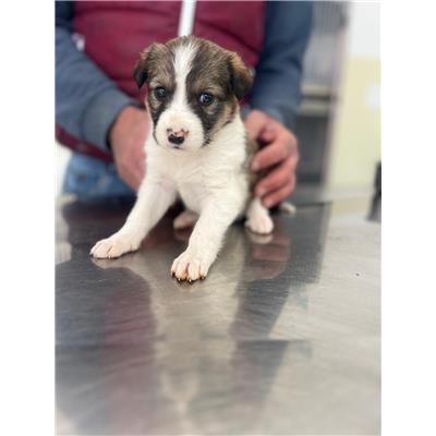 COMUNE DI POGGIO SANNITA - CANE - Microchip 380260044470480